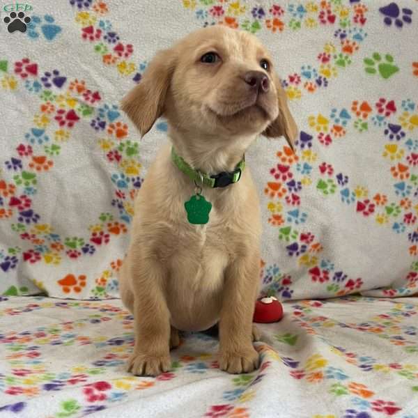 Holly, Golden Labrador Puppy